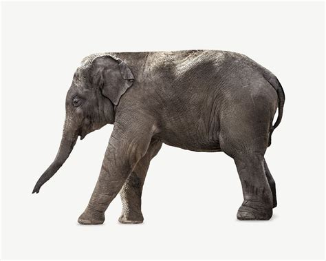 elephant psd